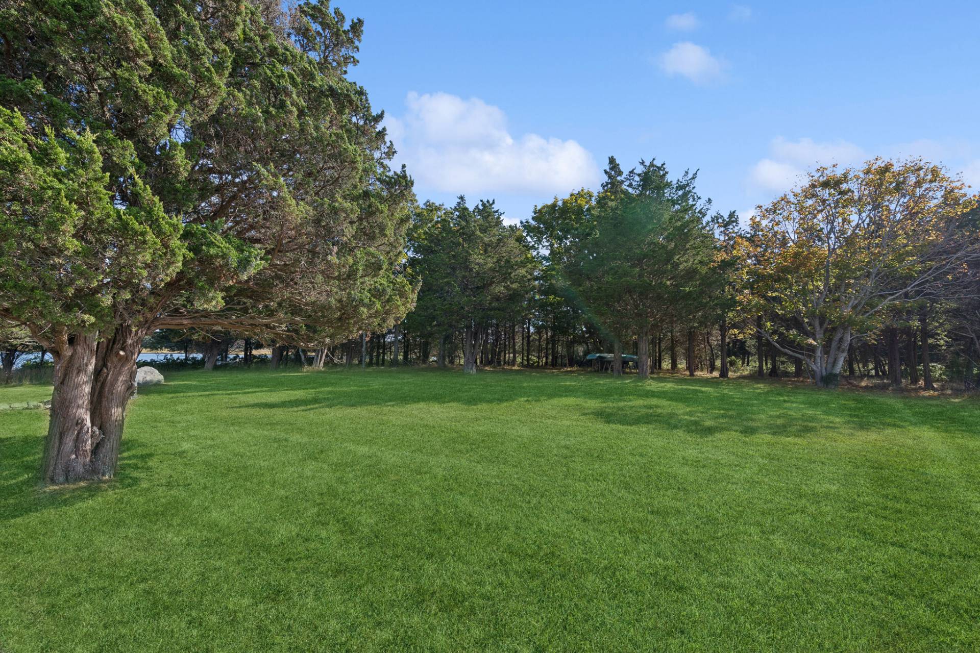 land/trees